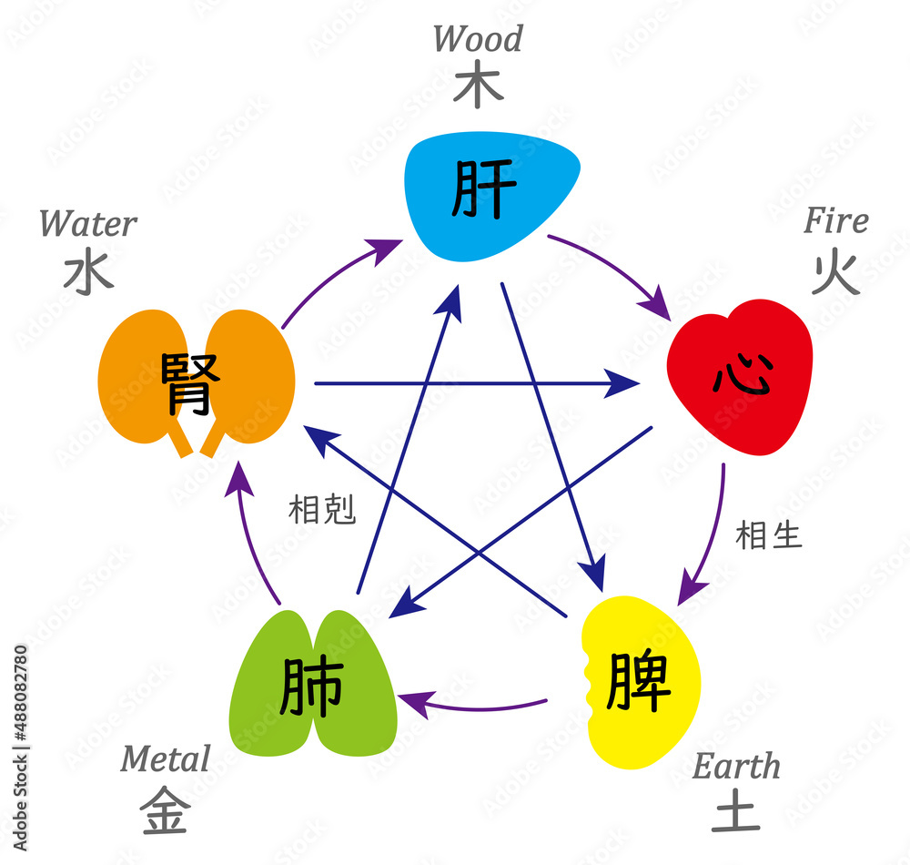 五行と五臓の相関図、カラフルでかわいい เวกเตอร์สต็อก | Adobe Stock
