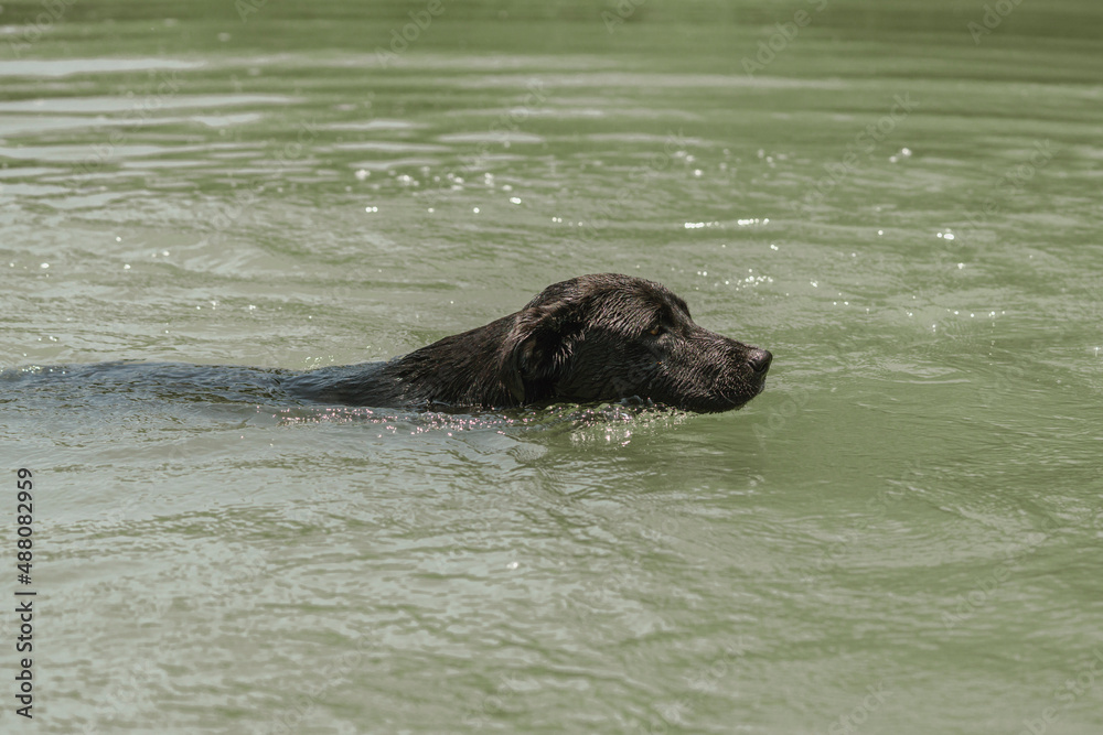 Fototapeta premium black dog swimming in a river in the mountains of peru
