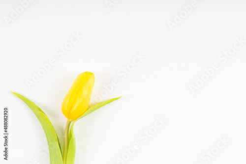 Fototapeta Naklejka Na Ścianę i Meble -  layout of yellow tulips on a white background with copy space