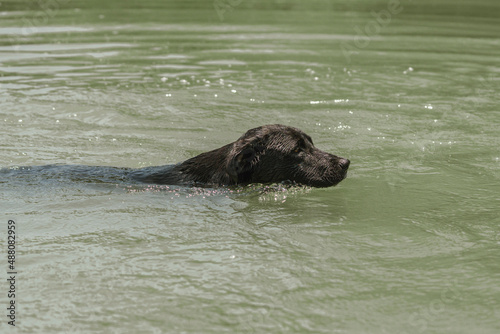 black dog swimming in a river in the mountains of peru