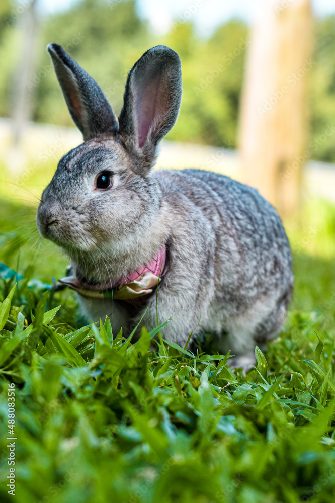 Fototapeta premium rabbit in the grass