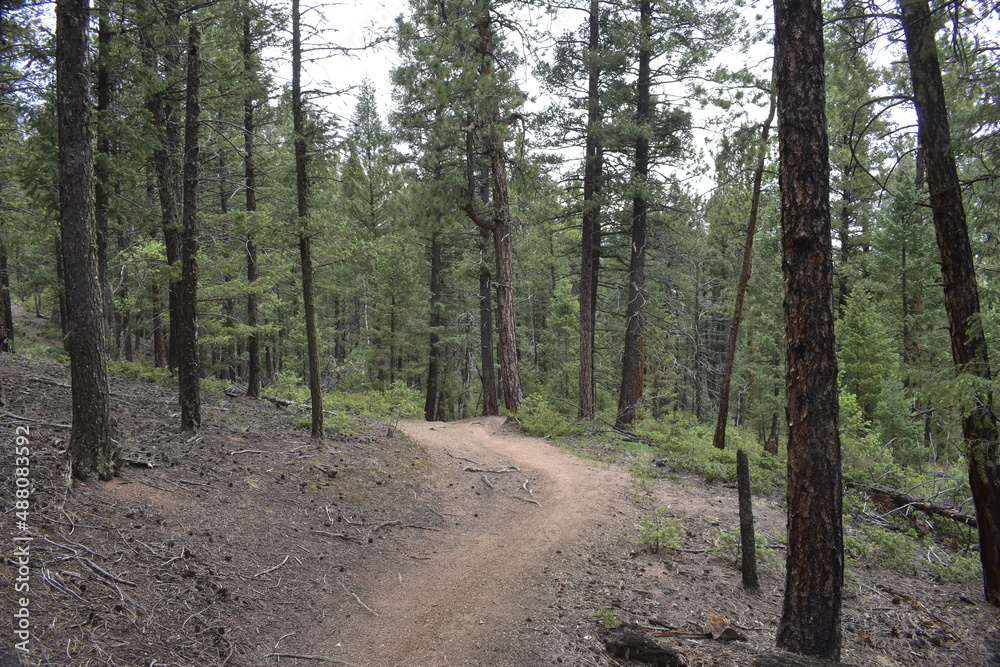 Remote Trail Through The Woods