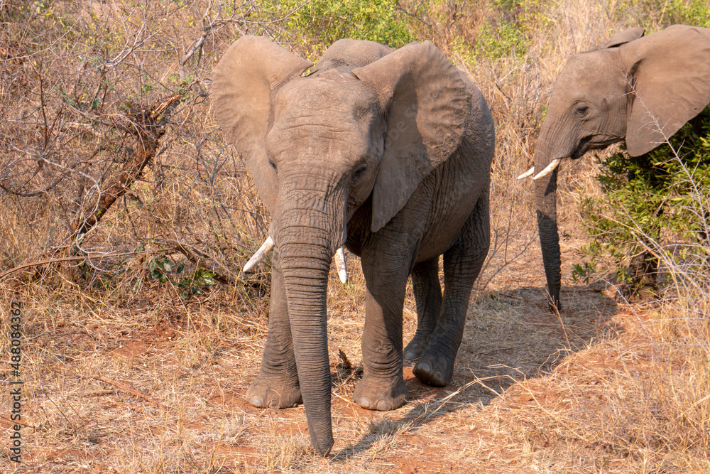 Fototapeta premium Young Male African Elephant in Kruger National Park in South Africa RSA