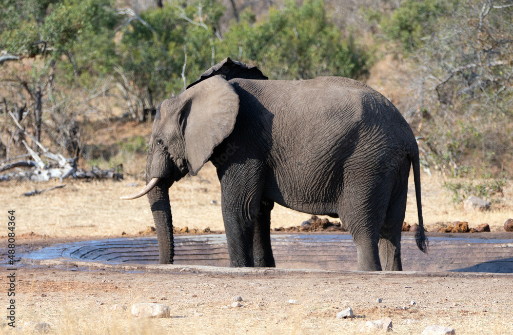 Young Male African Elephant Bull at man made waterhole in Kruger National Park in South Africa RSA Young Male African Elephant Bull at man made waterhole in Kruger National Park in South Africa RSA