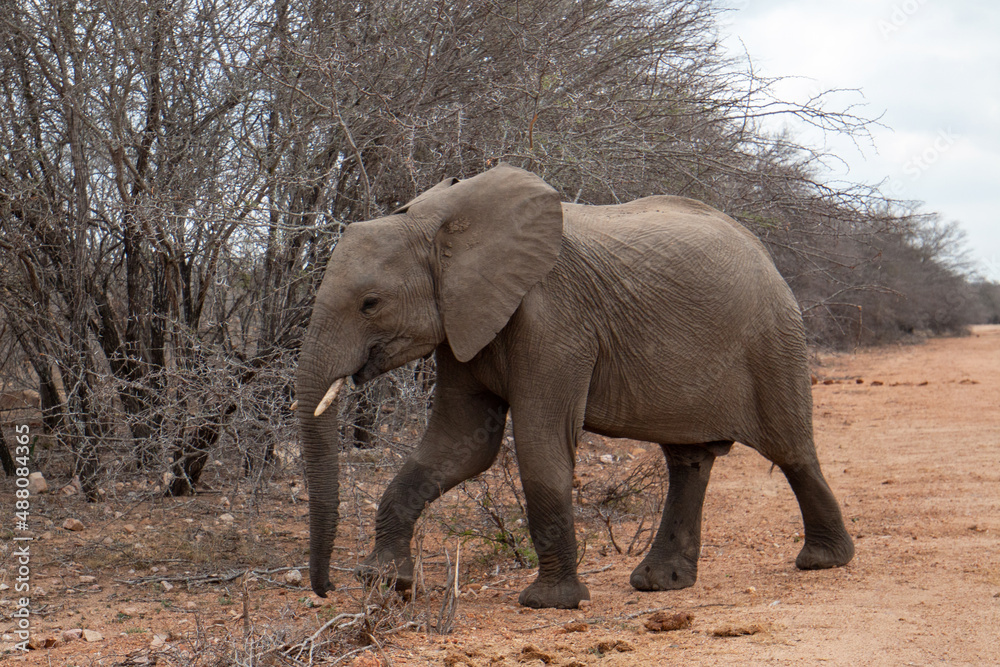 Young Male African Elephant walking alongside road in Kruger National Park in South Africa RSA