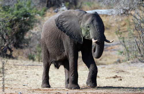 Young Male African Elephant Bull in Kruger National Park in South Africa RSA