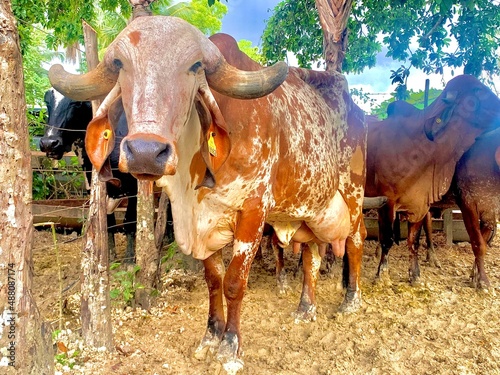 Farm and cow photo