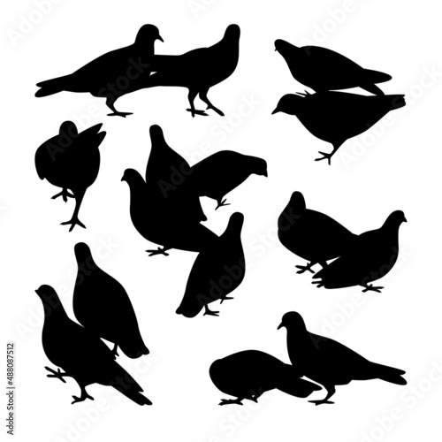 Vector Collection Set of Pigeon Bird Silhouettes 