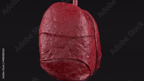 Realistic respiratory organs with pleural lining and 3d render epithelium. Cone shaped paired half lobes with physiological design. Concept of lung diseases with right lifestyle and ecology. photo