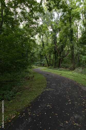 path in the woods