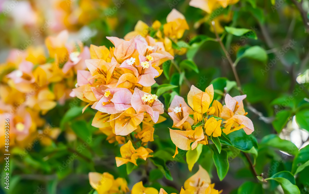 Obraz premium yellow bougainvillea flowers in garden