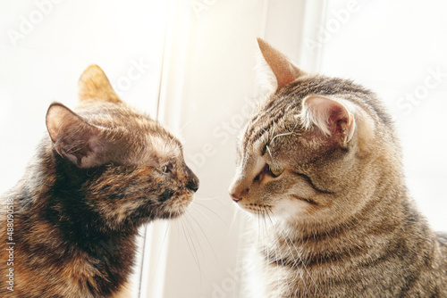 Kittens sniff each other with their noses. Concept of Valentine's day. Two cats sitting on windowsill under rays of sun. Friendship between pets. Curiously domestic animals. Good day outside window.