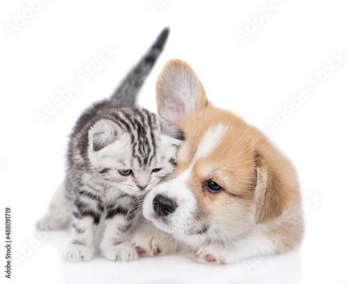 Cute Pembroke welsh corgi puppy and tender kitten stand together. isolated on white background © Ermolaev Alexandr