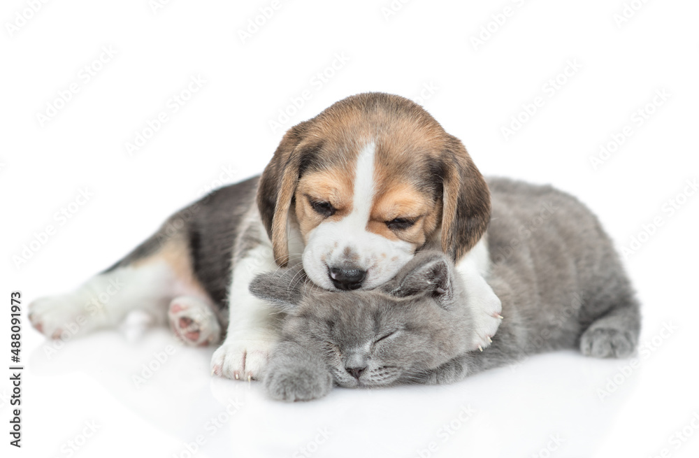 Playful Beagle puppy hugs young kitten. isolated on white background