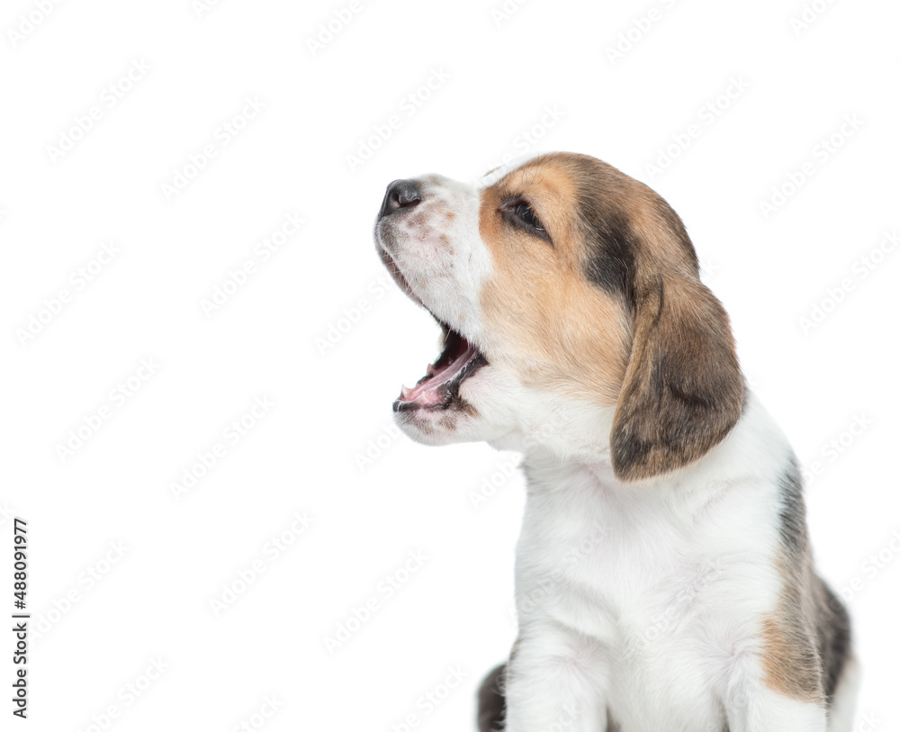 Yawning Beagle puppy with open mouth looks away. isolated on white background