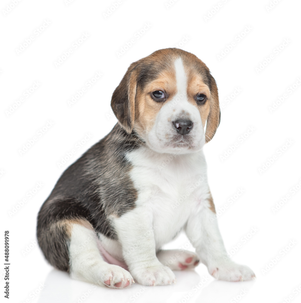 Beagle puppy sitting in side view and looking at camera. isolated on white background