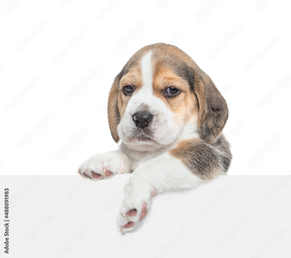 Cute Beagle puppy above empty white banner looking at camera. isolated on white background. Empty space for text