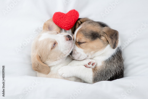 Two cute Beagle puppies sleep with red heart together under a white blanket on a bed at home. Top down view