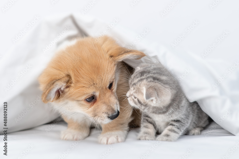 Friendly Pembroke welsh corgi puppy and baby kitten sniff each other under a warm blanket on a bed at home Friendly Pembroke welsh corgi puppy and baby kitten sniff each other under a warm blanket on a bed at home
