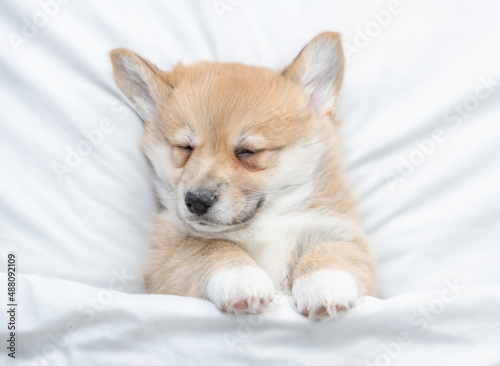 Cozy Welsh Corgi puppy sleeps under warm blanket on a bed at home. Top down view