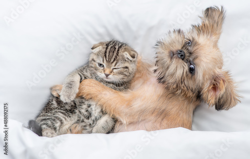 Friendly Brussels Griffon puppy hugs tiny tabby fold kitten under white warm blanket on a bed at home. Top down view