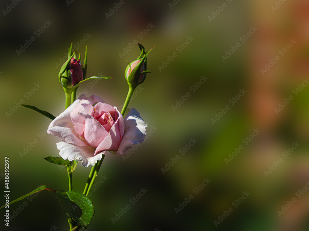 Pink Rose Two Buds Pink Rose Two Buds