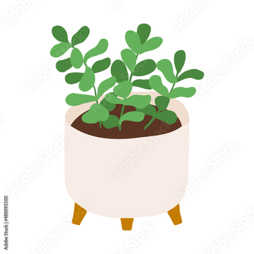 Indoor potted jade plant illustration