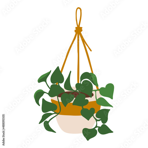 Indoor hanging potted plant pothos illustration