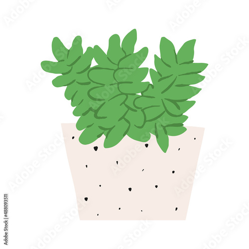 Indoor potted plant burros tail illustration
