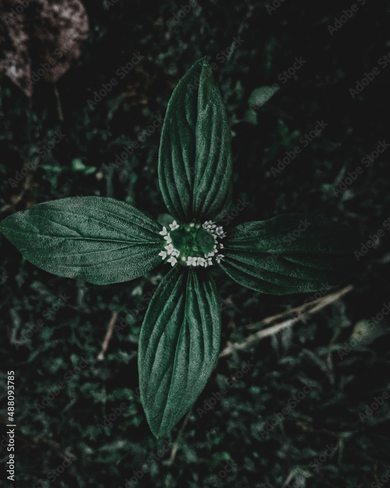Leaf Surrounding small Flower Leaf Surrounding small Flower