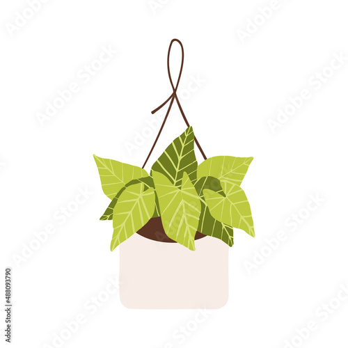 Indoor hanging potted plant arrowhead illustration