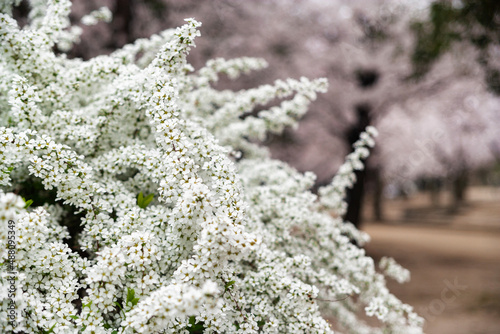 Spiaea thunbergii photo