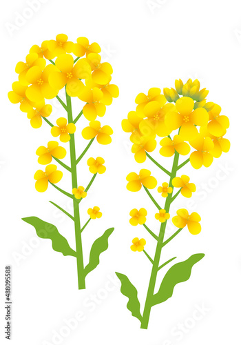 菜の花イラスト