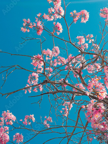 Fotografía de una rama de flores de roble con cielo azul  © Adn