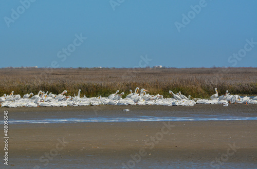 American White Pelicans resting near the Gulf Coast  Bolivar Peninsula  Texas