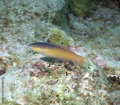 Yellowhead Wrasse on the reef