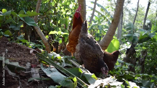 chocken eating in the garden