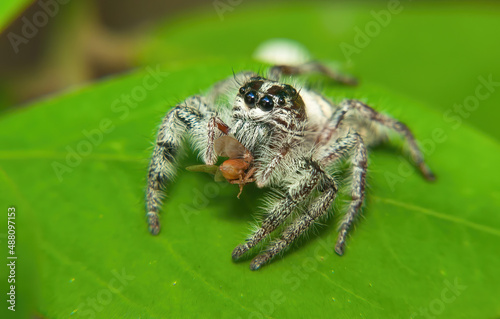Selective focus shot of a uniquely patterned Jumping Spider with prey of a fly, which he had caught, and was looking ahead from above the leaves