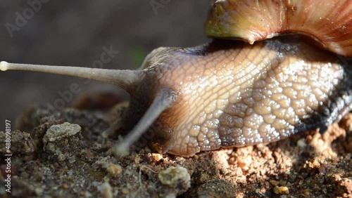 Snail on sand 