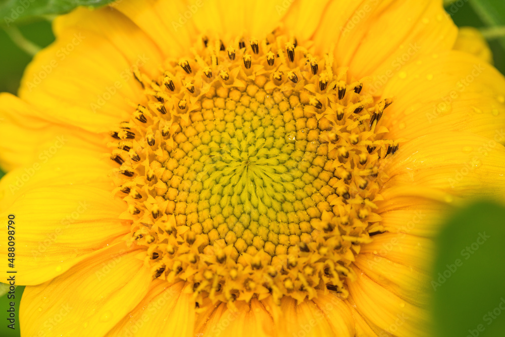 Yellow sunflower with drops of water. Summer and autumn background . Yellow sunflower with drops of water. Summer and autumn background .