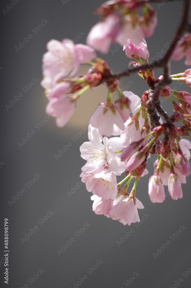 Obraz premium 桜のシーン