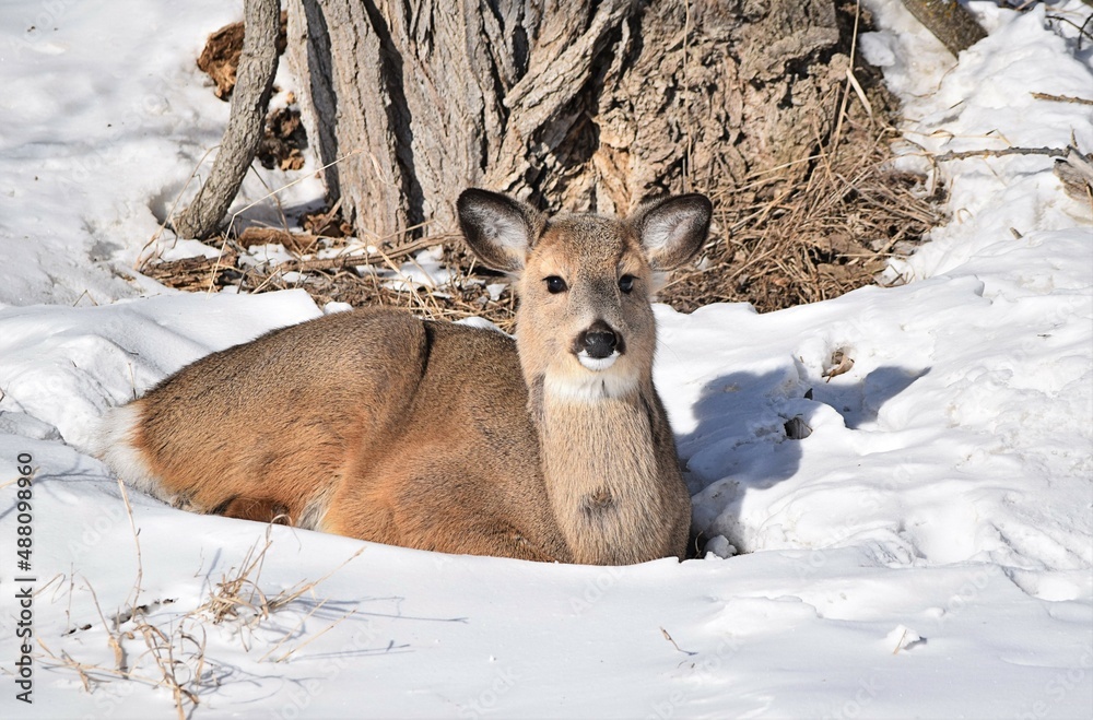 custom made wallpaper toronto digitalRelaxing In The Sun