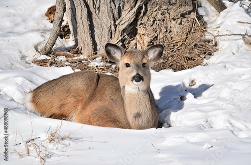 Wallpaper Mural Relaxing In The Sun Torontodigital.ca
