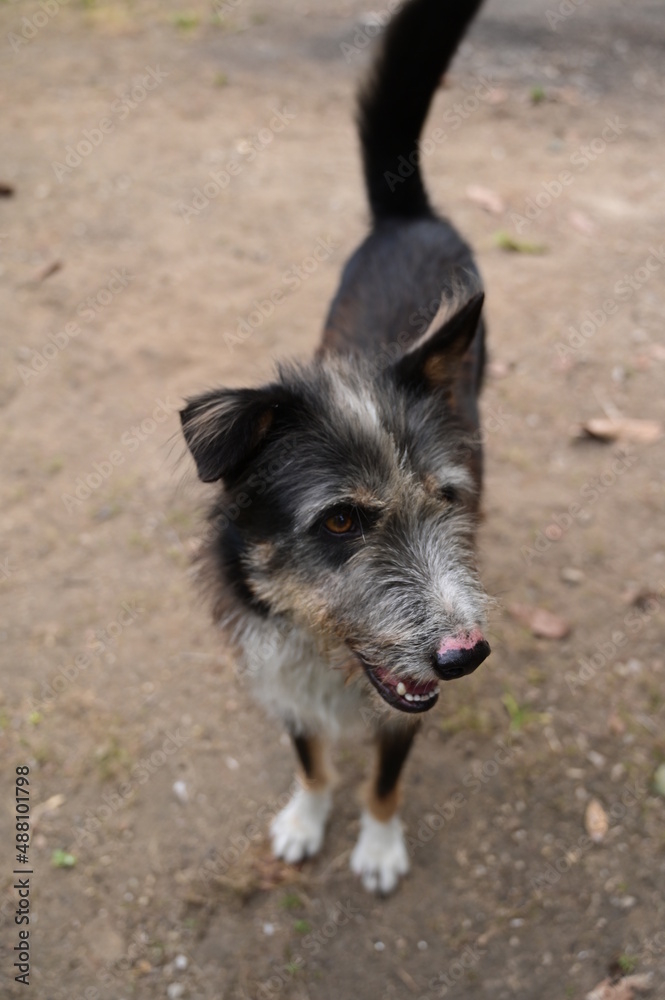 black and white hair dog with smile face black and white hair dog with smile face