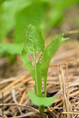 fresh lettuce plant on straw and soil