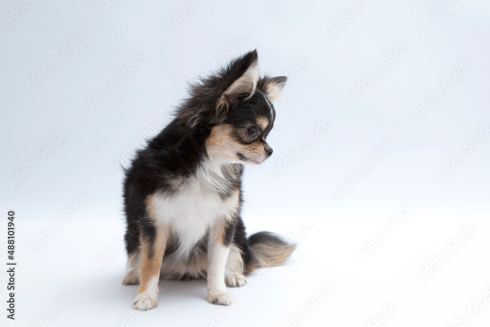 black and tan cream long coated Chihuahua isolated over white background