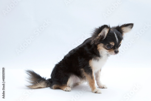 black and tan cream long coated Chihuahua isolated over white background © Thanat