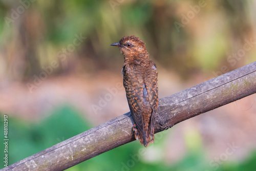 Female Plaintive Cuckoo (Cacomantis merulinus) sitting on bamboo, seen in a India.
 photo