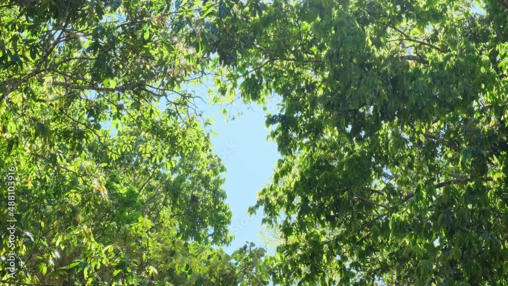The tops of branches, flowers and green leaves are blown in the wind against a clear blue sky background. The tops of branches, flowers and green leaves are blown in the wind against a clear blue sky background.