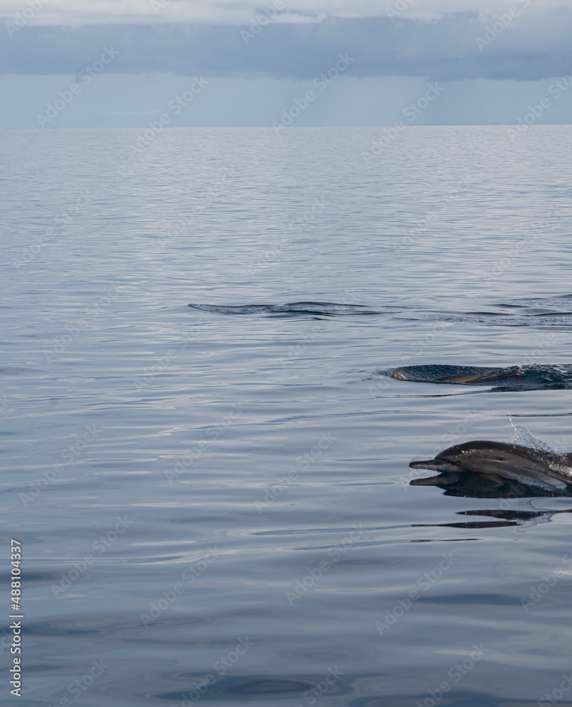 Fototapeta premium Group of dolphins swimming free in the sea of bali